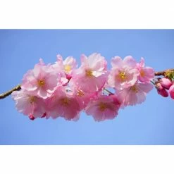 Online Orchards Shirofugen Cherry Blossom Tree Bare Root -Online Orchards store online orchards ornamental trees flch003 1f 1000