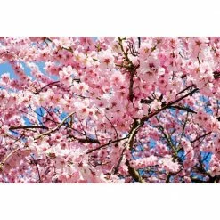 Online Orchards Shirofugen Cherry Blossom Tree Bare Root -Online Orchards store online orchards ornamental trees flch003 4f 1000