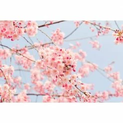 Online Orchards Accolade Cherry Blossom Tree Bare Root -Online Orchards store online orchards ornamental trees flch004 1f 1000