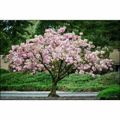 Online Orchards 3 ft. Kwanzan Cherry Blossom Tree with Large Pink Globe Shaped Flower Clusters -Online Orchards store online orchards ornamental trees flch201 4f 1000