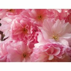Online Orchards 3 ft. Kwanzan Cherry Blossom Tree with Large Pink Globe Shaped Flower Clusters -Online Orchards store online orchards ornamental trees flch201 fa 1000