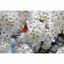 Online Orchards 3 ft. Yoshino Cherry Blossom Tree with Fragrant White Almond Scented Flowers 9 Online Orchards 3 ft. Yoshino Cherry Blossom Tree with Fragrant White Almond Scented Flowers -Online Orchards store online orchards ornamental trees flch202 1f 1000