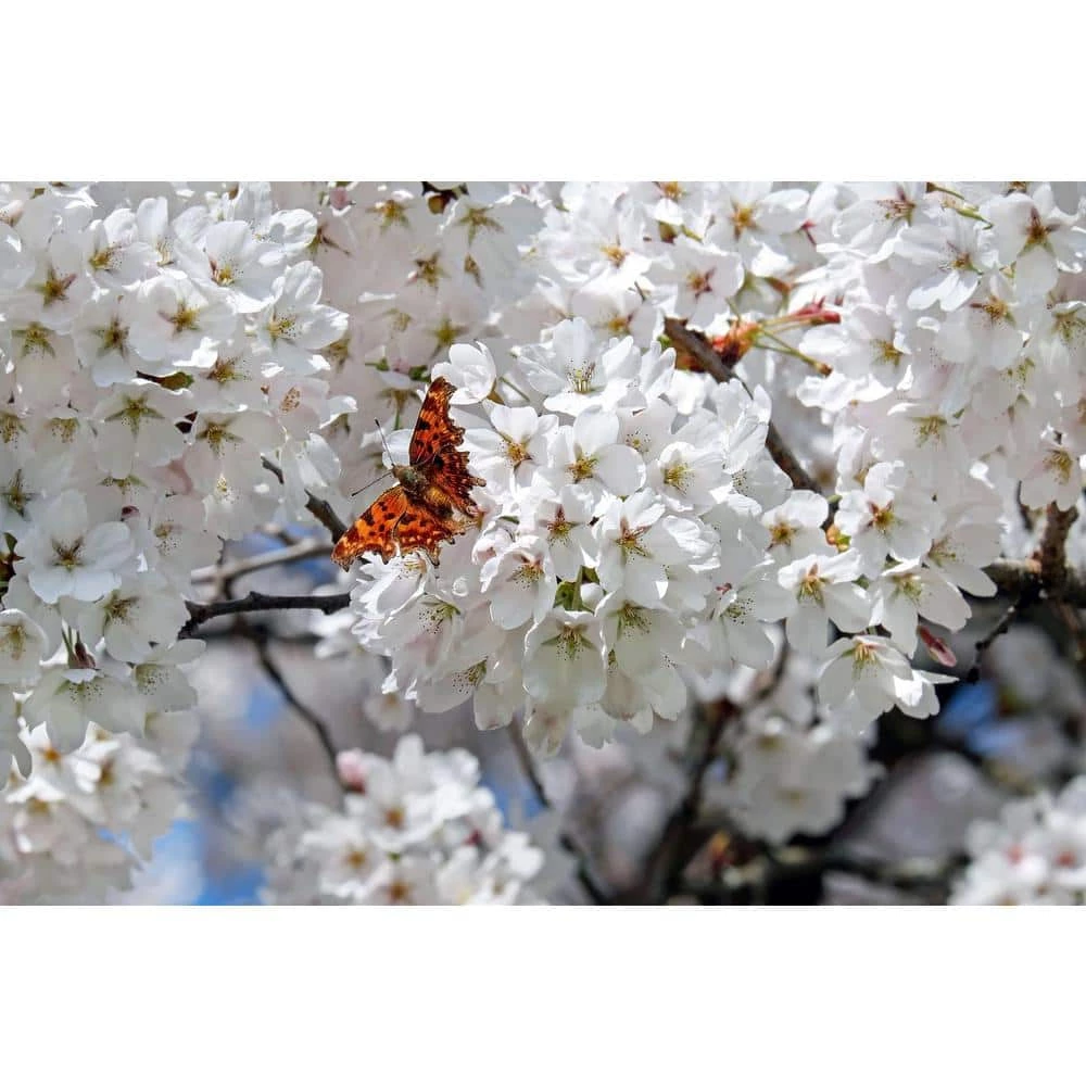 Online Orchards 3 ft. Yoshino Cherry Blossom Tree with Fragrant White Almond Scented Flowers 4 Online Orchards 3 ft. Yoshino Cherry Blossom Tree with Fragrant White Almond Scented Flowers - Image 4