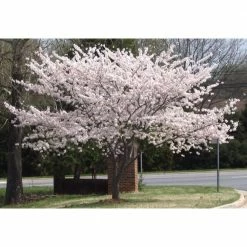 Online Orchards 3 ft. Yoshino Cherry Blossom Tree with Fragrant White Almond Scented Flowers 10 Online Orchards 3 ft. Yoshino Cherry Blossom Tree with Fragrant White Almond Scented Flowers -Online Orchards store online orchards ornamental trees flch202 44 1000