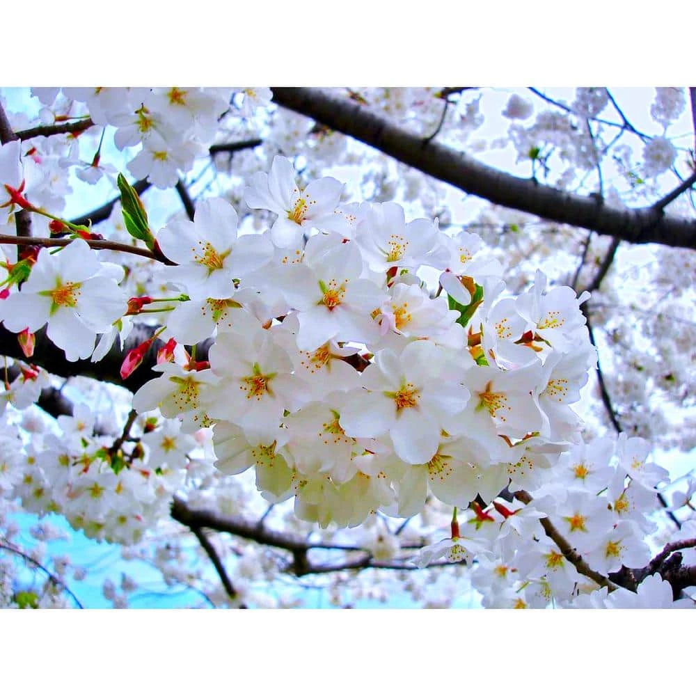Online Orchards 3 ft. Yoshino Cherry Blossom Tree with Fragrant White Almond Scented Flowers 1 Online Orchards 3 ft. Yoshino Cherry Blossom Tree with Fragrant White Almond Scented Flowers