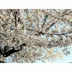 Online Orchards 3 ft. Yoshino Cherry Blossom Tree with Fragrant White Almond Scented Flowers 11 Online Orchards 3 ft. Yoshino Cherry Blossom Tree with Fragrant White Almond Scented Flowers -Online Orchards store online orchards ornamental trees flch202 fa 1000