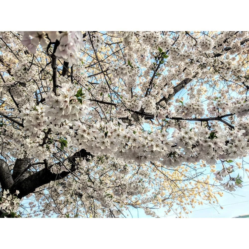 Online Orchards 3 ft. Yoshino Cherry Blossom Tree with Fragrant White Almond Scented Flowers 6 Online Orchards 3 ft. Yoshino Cherry Blossom Tree with Fragrant White Almond Scented Flowers - Image 6