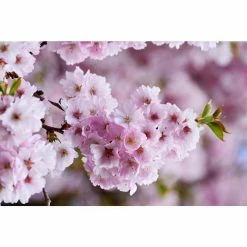 Online Orchards 3 ft. Accolade Cherry Blossom Tree with Translucent Seashell Shaped Flowers -Online Orchards store online orchards ornamental trees flch204 4f 1000