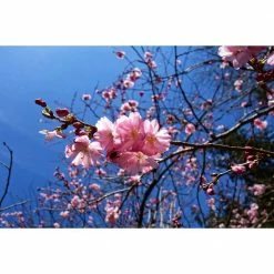 Online Orchards 3 ft. Autumnalis Cherry Blossom Tree with Twice Blooming Pink Flowers 10 Online Orchards 3 ft. Autumnalis Cherry Blossom Tree with Twice Blooming Pink Flowers -Online Orchards store online orchards ornamental trees flch206 1f 1000