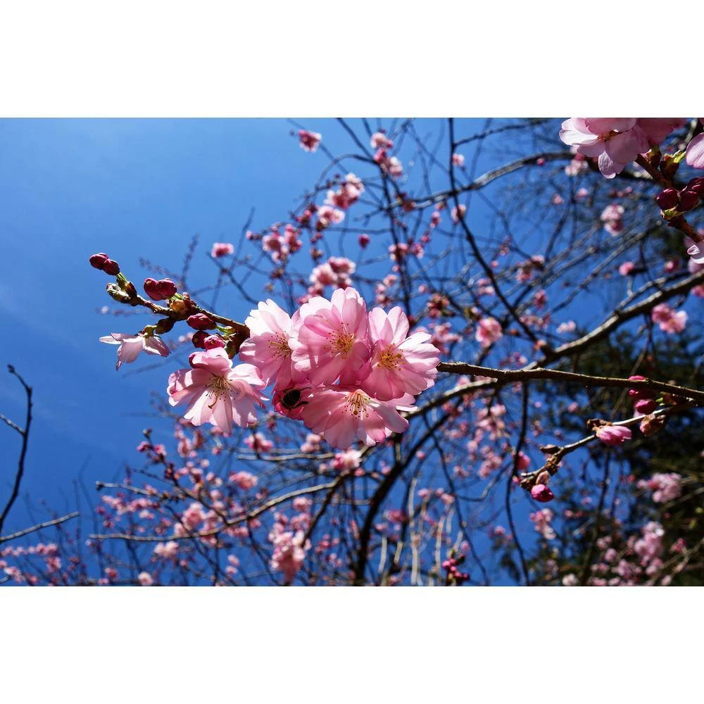 Online Orchards 3 ft. Autumnalis Cherry Blossom Tree with Twice Blooming Pink Flowers 4 Online Orchards 3 ft. Autumnalis Cherry Blossom Tree with Twice Blooming Pink Flowers - Image 4