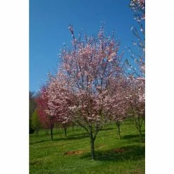 Online Orchards 3 ft. Autumnalis Cherry Blossom Tree with Twice Blooming Pink Flowers 11 Online Orchards 3 ft. Autumnalis Cherry Blossom Tree with Twice Blooming Pink Flowers -Online Orchards store online orchards ornamental trees flch206 44 1000