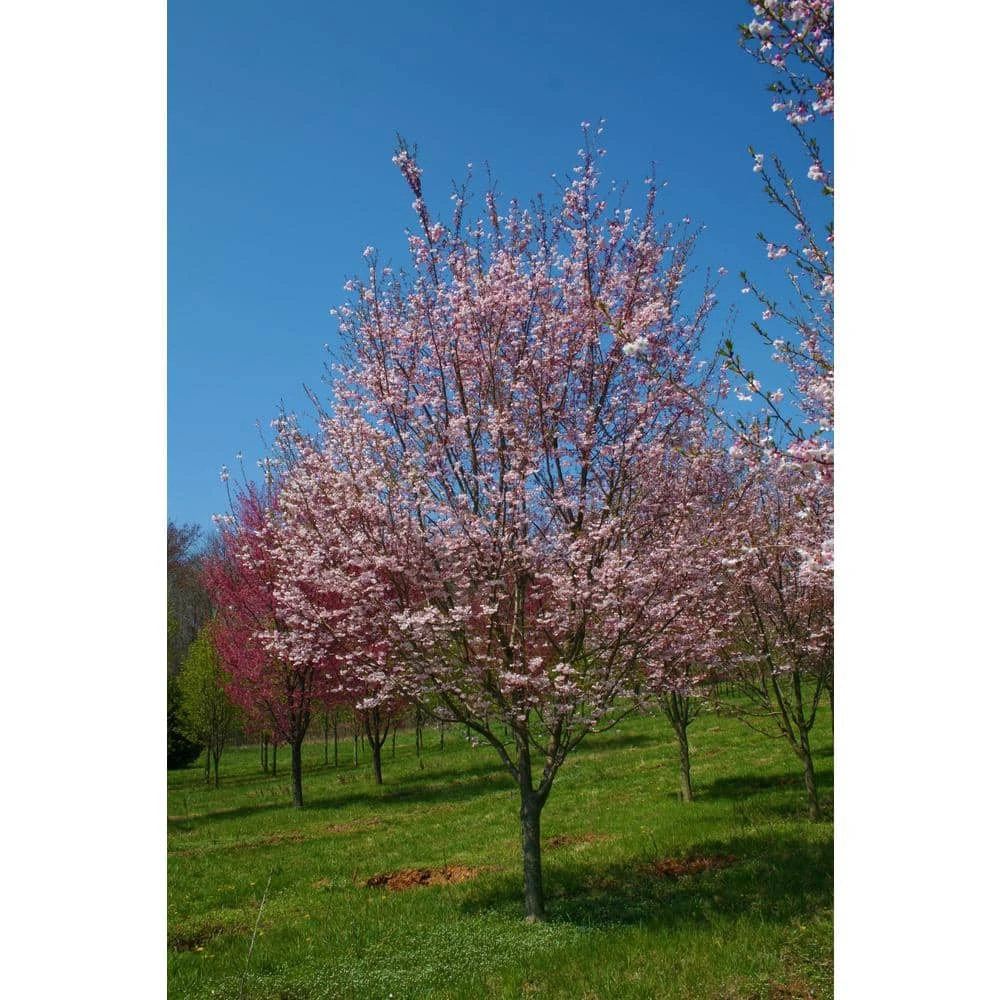 Online Orchards 3 ft. Autumnalis Cherry Blossom Tree with Twice Blooming Pink Flowers 5 Online Orchards 3 ft. Autumnalis Cherry Blossom Tree with Twice Blooming Pink Flowers - Image 5