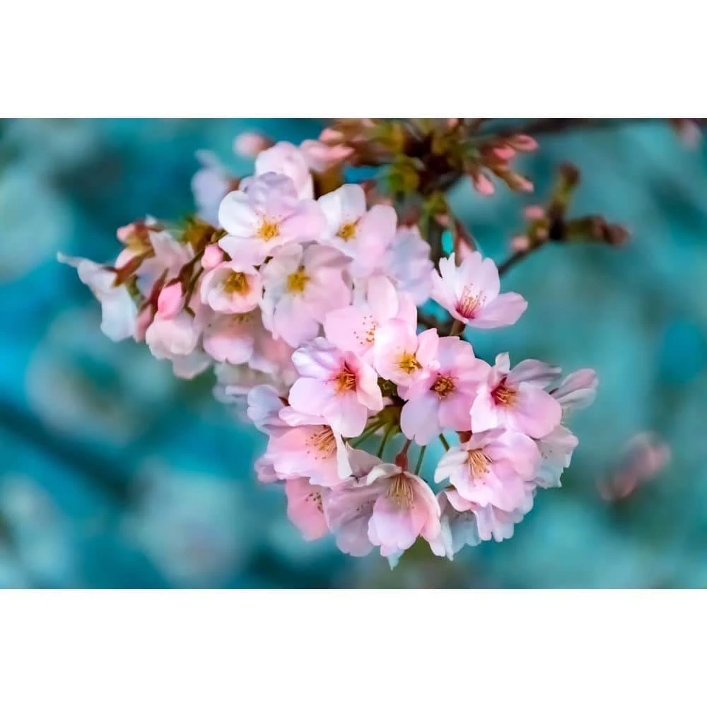 Online Orchards 3 ft. Autumnalis Cherry Blossom Tree with Twice Blooming Pink Flowers 3 Online Orchards 3 ft. Autumnalis Cherry Blossom Tree with Twice Blooming Pink Flowers - Image 3