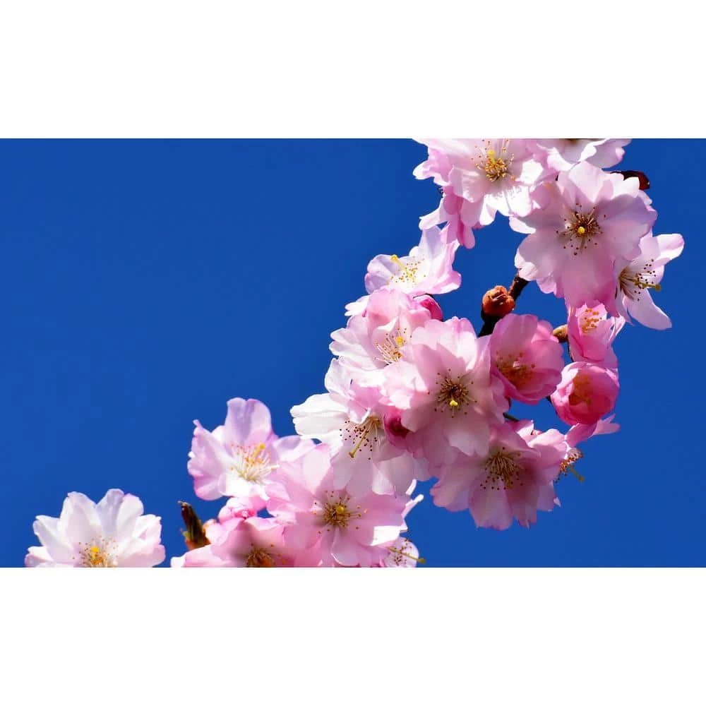 Online Orchards 3 ft. Autumnalis Cherry Blossom Tree with Twice Blooming Pink Flowers 1 Online Orchards 3 ft. Autumnalis Cherry Blossom Tree with Twice Blooming Pink Flowers