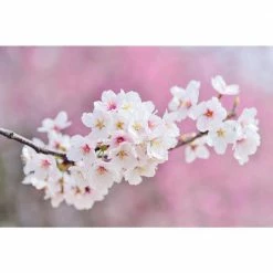 Online Orchards 3 ft. Autumnalis Cherry Blossom Tree with Twice Blooming Pink Flowers 13 Online Orchards 3 ft. Autumnalis Cherry Blossom Tree with Twice Blooming Pink Flowers -Online Orchards store online orchards ornamental trees flch206 76 1000