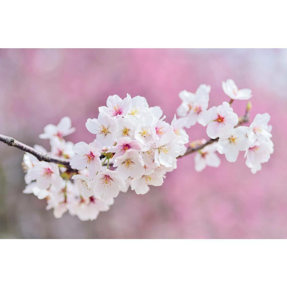 Online Orchards 3 ft. Autumnalis Cherry Blossom Tree with Twice Blooming Pink Flowers 7 Online Orchards 3 ft. Autumnalis Cherry Blossom Tree with Twice Blooming Pink Flowers - Image 7