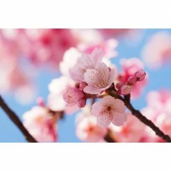 Online Orchards 3 ft. Autumnalis Cherry Blossom Tree with Twice Blooming Pink Flowers 12 Online Orchards 3 ft. Autumnalis Cherry Blossom Tree with Twice Blooming Pink Flowers -Online Orchards store online orchards ornamental trees flch206 fa 1000