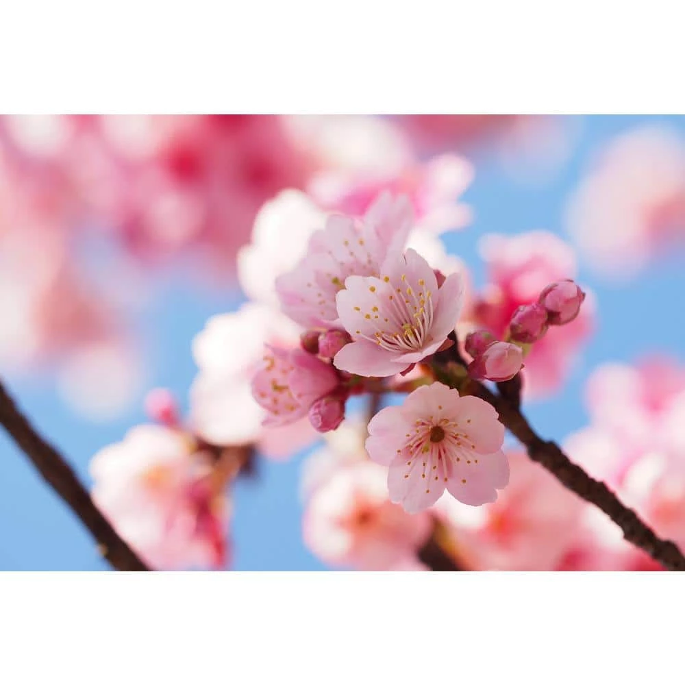 Online Orchards 3 ft. Autumnalis Cherry Blossom Tree with Twice Blooming Pink Flowers 6 Online Orchards 3 ft. Autumnalis Cherry Blossom Tree with Twice Blooming Pink Flowers - Image 6