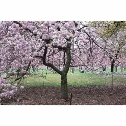 Online Orchards 3 ft. Shogetsu Cherry Blossom Tree with Elegant Multi-Petal Flowers -Online Orchards store online orchards ornamental trees flch207 1f 1000