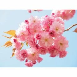 Online Orchards 3 ft. Shogetsu Cherry Blossom Tree with Elegant Multi-Petal Flowers -Online Orchards store online orchards ornamental trees flch207 44 1000