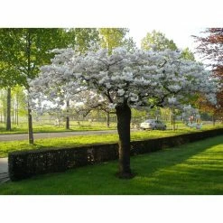 Online Orchards 3 ft. Shogetsu Cherry Blossom Tree with Elegant Multi-Petal Flowers -Online Orchards store online orchards ornamental trees flch207 4f 1000