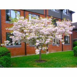Online Orchards 3 ft. Shogetsu Cherry Blossom Tree with Elegant Multi-Petal Flowers