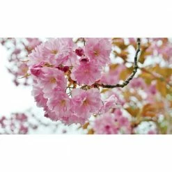 Online Orchards 3 ft. Shogetsu Cherry Blossom Tree with Elegant Multi-Petal Flowers -Online Orchards store online orchards ornamental trees flch207 76 1000