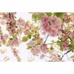 Online Orchards 3 ft. Shogetsu Cherry Blossom Tree with Elegant Multi-Petal Flowers -Online Orchards store online orchards ornamental trees flch207 fa 1000