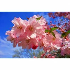 Online Orchards 3 ft. Amanogawa Cherry Blossom Tree with Narrow Columnar Growth and Profuse Pale Pink Flowers -Online Orchards store online orchards ornamental trees flch209 1f 1000