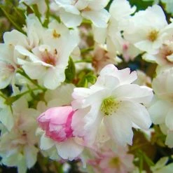 Online Orchards 3 ft. Amanogawa Cherry Blossom Tree with Narrow Columnar Growth and Profuse Pale Pink Flowers -Online Orchards store online orchards ornamental trees flch209 44 1000