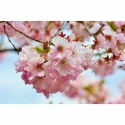 Online Orchards 3 ft. Amanogawa Cherry Blossom Tree with Narrow Columnar Growth and Profuse Pale Pink Flowers -Online Orchards store online orchards ornamental trees flch209 4f 1000