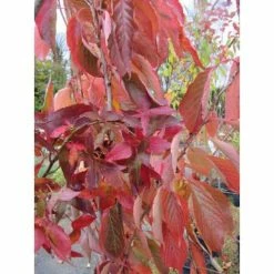 Online Orchards 3 ft. Amanogawa Cherry Blossom Tree with Narrow Columnar Growth and Profuse Pale Pink Flowers -Online Orchards store online orchards ornamental trees flch209 76 1000