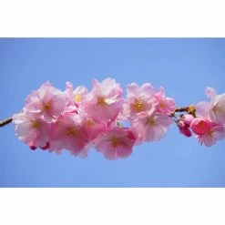 Online Orchards 3 ft. Amanogawa Cherry Blossom Tree with Narrow Columnar Growth and Profuse Pale Pink Flowers -Online Orchards store online orchards ornamental trees flch209 fa 1000