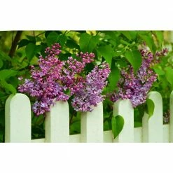 Online Orchards 18 in. - 36 in. Tall Bare-Root Royal Purple Lilac Shrub -Online Orchards store online orchards ornamental trees flli001 1f 1000