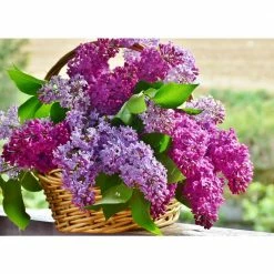 Online Orchards 18 in. - 36 in. Tall Bare-Root Royal Purple Lilac Shrub -Online Orchards store online orchards ornamental trees flli001 44 1000