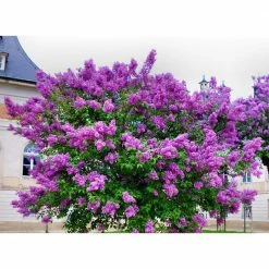 Online Orchards 18 in. - 36 in. Tall Bare-Root Royal Purple Lilac Shrub -Online Orchards store online orchards ornamental trees flli001 4f 1000