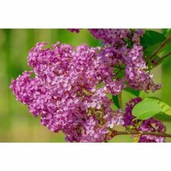 Online Orchards 18 in. - 36 in. Tall Bare-Root Royal Purple Lilac Shrub