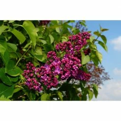 Online Orchards 18 in. - 36 in. Tall Bare-Root Royal Purple Lilac Shrub -Online Orchards store online orchards ornamental trees flli001 76 1000