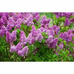 Online Orchards 18 in. - 36 in. Tall Bare-Root Royal Purple Lilac Shrub -Online Orchards store online orchards ornamental trees flli001 fa 1000