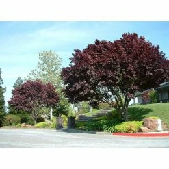 Online Orchards Thundercloud Flowering Plum Tree Bare Root -Online Orchards store online orchards ornamental trees flpl001 1f 1000