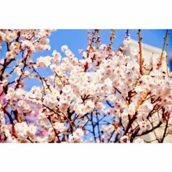 Online Orchards Thundercloud Flowering Plum Tree Bare Root -Online Orchards store online orchards ornamental trees flpl001 4f 1000
