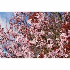 Online Orchards Thundercloud Flowering Plum Tree Bare Root
