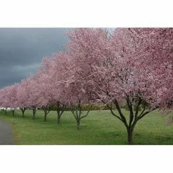 Online Orchards Thundercloud Flowering Plum Tree Bare Root -Online Orchards store online orchards ornamental trees flpl001 76 1000