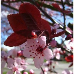 Online Orchards Thundercloud Flowering Plum Tree Bare Root -Online Orchards store online orchards ornamental trees flpl001 fa 1000