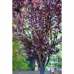 Online Orchards Vesuvius Flowering Plum Tree (Bare Root, 3 ft. to 4 ft. Tall) -Online Orchards store online orchards ornamental trees flpl002 1f 1000