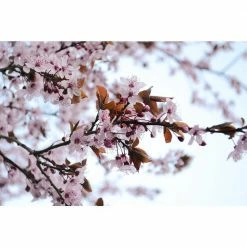 Online Orchards Vesuvius Flowering Plum Tree (Bare Root, 3 ft. to 4 ft. Tall) -Online Orchards store online orchards ornamental trees flpl002 44 1000