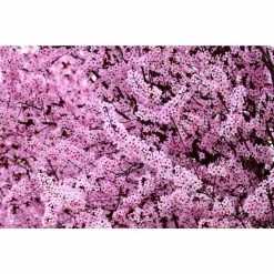 Online Orchards Vesuvius Flowering Plum Tree (Bare Root, 3 ft. to 4 ft. Tall) -Online Orchards store online orchards ornamental trees flpl002 4f 1000