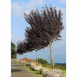 Online Orchards Vesuvius Flowering Plum Tree (Bare Root, 3 ft. to 4 ft. Tall)