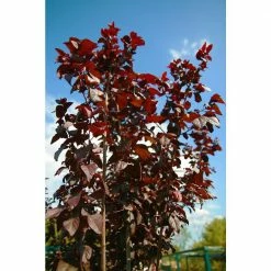 Online Orchards Vesuvius Flowering Plum Tree (Bare Root, 3 ft. to 4 ft. Tall) -Online Orchards store online orchards ornamental trees flpl002 76 1000