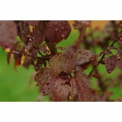 Online Orchards Vesuvius Flowering Plum Tree (Bare Root, 3 ft. to 4 ft. Tall) -Online Orchards store online orchards ornamental trees flpl002 fa 1000